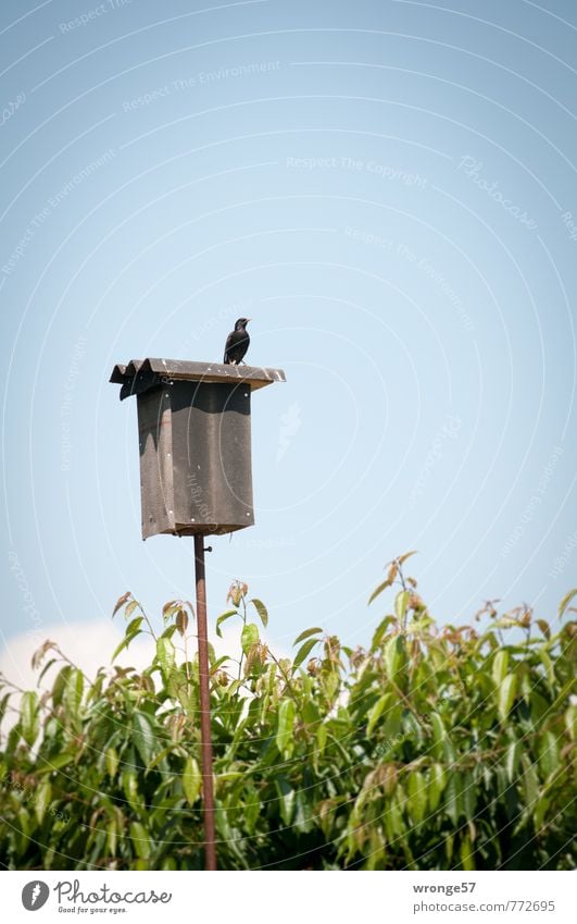 speed camera Sky Cloudless sky Summer Tree Leaf Garden Animal Wild animal Bird Starling 1 Speed control Observe Blue Brown Green Whimsical Nesting box Incubator