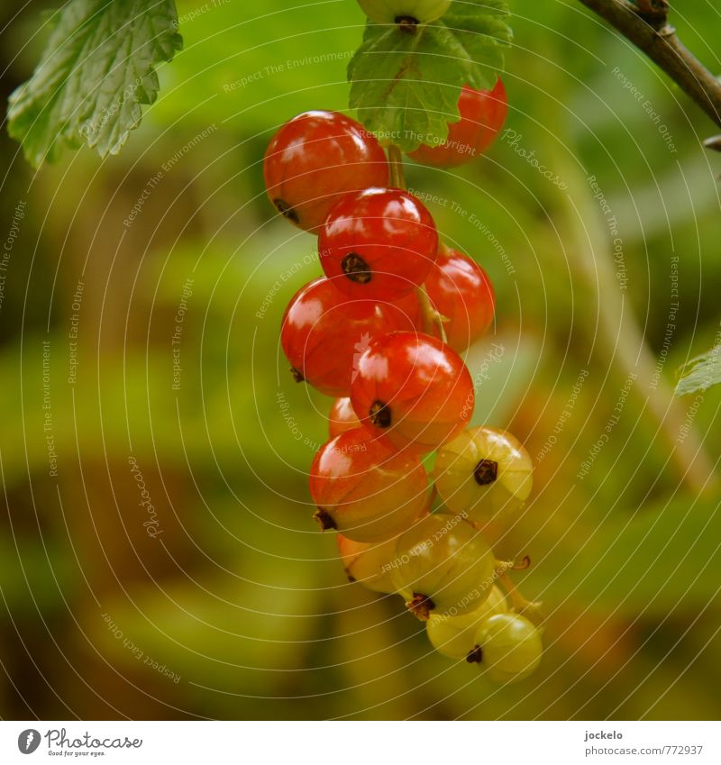 gradient Nature Plant Bushes Agricultural crop Feeding Sweet Wild Yellow Green Red Appetite Redcurrant Träuble Jam Colour photo Exterior shot