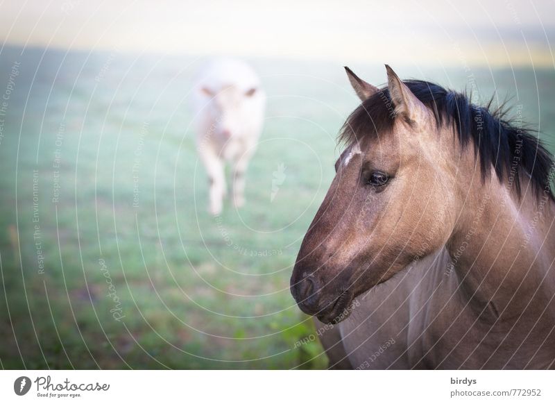 Dülmen wild horse with food competitor Nature Fog Meadow Cow Horse Wild horses 2 Animal Observe Looking Esthetic Natural Beautiful Power Brave Acceptance