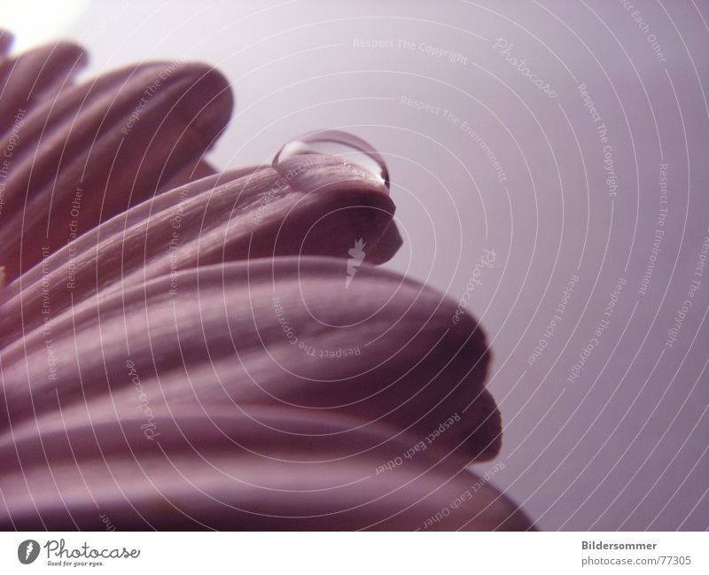 sensuality Gerbera Flower Pink Plant Macro (Extreme close-up) Drops of water Rope Water flower flowers dew Detail