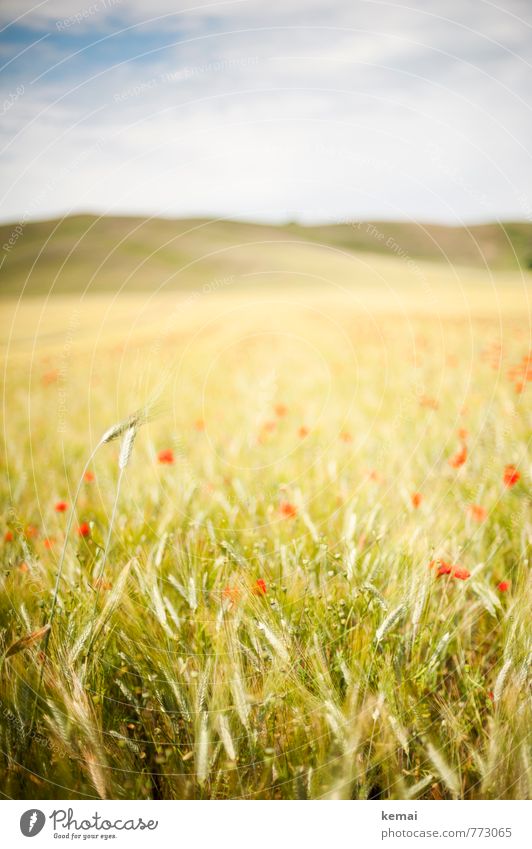 poppy day Vacation & Travel Tourism Trip Summer Summer vacation Tuscany Italy Environment Nature Landscape Plant Sky Clouds Sunlight Beautiful weather Poppy