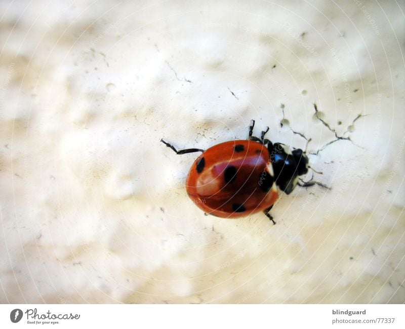 stretch Close-up Macro (Extreme close-up) Shadow Happy Climbing Mountaineering Legs Warmth Wing Flying Crawl Red White Colour Ladybird Wall (building) Insect