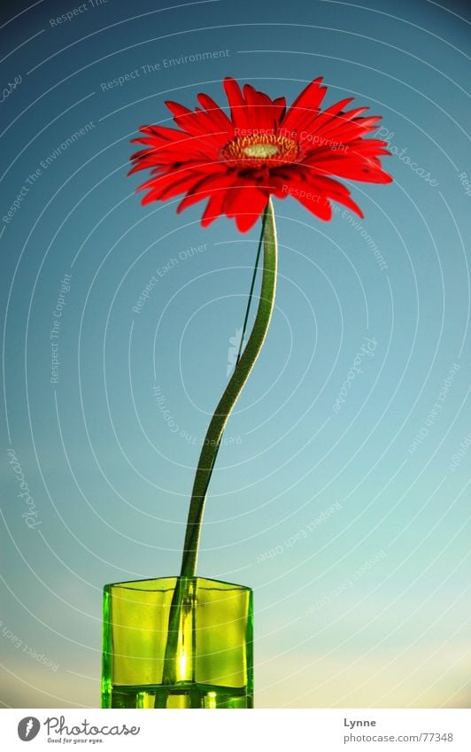 gerbera Flower Vase Green Red Summer Spring Blossom Gaudy Stalk Blue Sky Beautiful weather Multicoloured