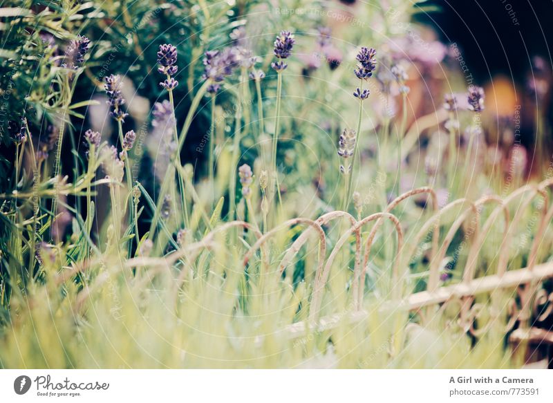 lavender Nature Plant Spring Beautiful weather Flower Lavender Garden Blossoming Growth Fragrance Violet Summery Row of seats Subdued colour Exterior shot