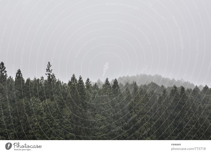 forest Nature Landscape Bad weather Storm Fog Rain Tree Forest Dark Wet Gloomy Green Colour photo Exterior shot Deserted Copy Space top Day