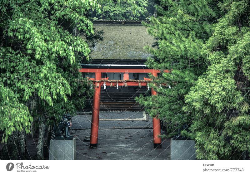 shinto shrine Tree Green Gate Shintoism Shrine Temple Holy Religion and faith Prayer Red Entrance Mystic Exotic Asia Japan Overgrown Forest Pilgrim Colour photo