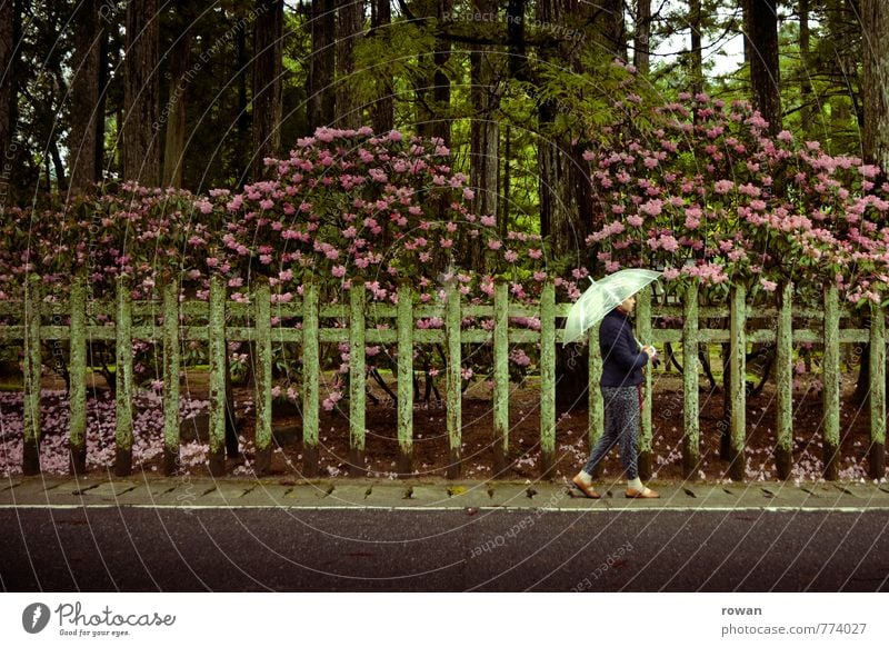 stroll Human being Feminine Young woman Youth (Young adults) Woman Adults 1 Street Wet Umbrella To go for a walk Sidewalk Fence Garden Hedge Rhododendrom Flower