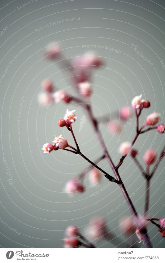 Mini 2 Nature Plant Bushes Blossom Pot plant Exotic Garden Old Living or residing Pink Red Bud Colour photo Exterior shot Deserted Copy Space top Day