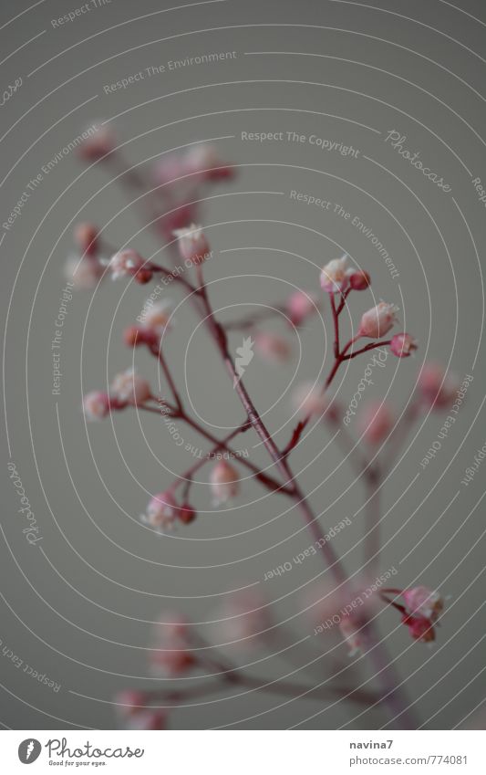 Mini 1 Plant Bushes Blossom Pot plant Small Beautiful Pink Red White Attentive Uniqueness Colour photo Deserted Copy Space top Shallow depth of field