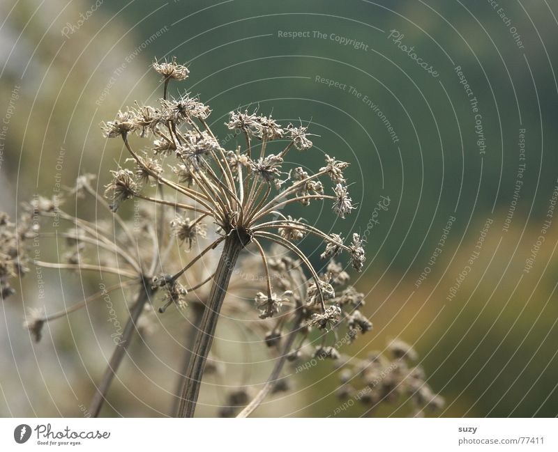 flowers in autumn Autumn Flower Blossom Delicate Skeleton Nature