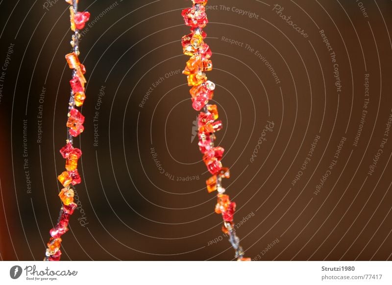 fairy lights Red Pattern Structures and shapes Multicoloured Autumn Foreground Play of colours Side Orange Blaze Chain Pearl Autumnal Divide Connection