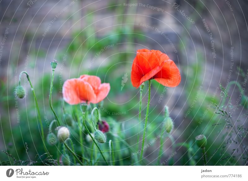 flower show. Elegant Beautiful Nature Plant Spring Flower Wild plant Poppy Poppy blossom Meadow Blossoming Cute Red Joie de vivre (Vitality) Spring fever Idyll