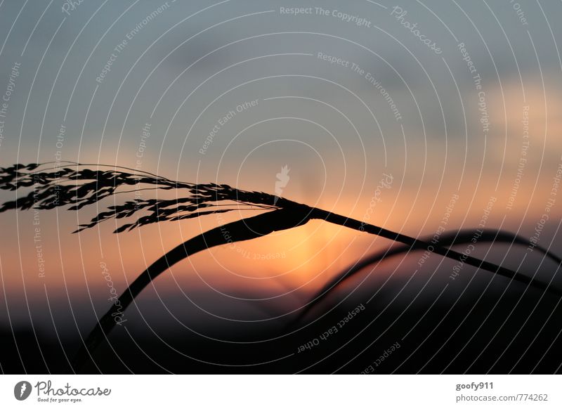 A lukewarm summer evening Landscape Sunrise Sunset Summer Beautiful weather Bushes Meadow Romance Colour photo Exterior shot Twilight Deep depth of field