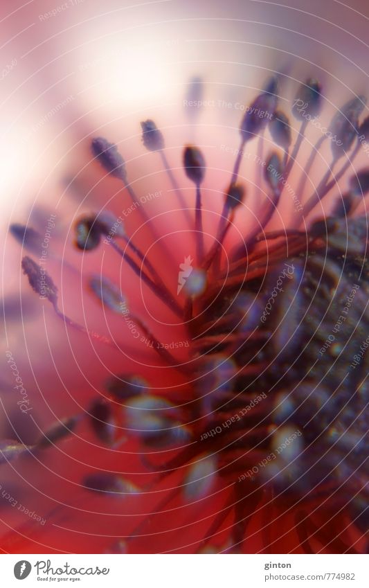 Pollen diffuse Nature Plant Blossom Exotic Fragrance Near Violet Red White Colour photo Multicoloured Close-up Detail Macro (Extreme close-up) Abstract Light