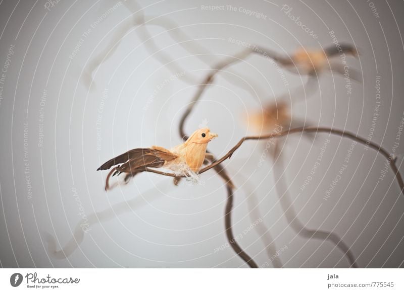 birds Decoration Animal Bird Kitsch Odds and ends Esthetic Beautiful Colour photo Interior shot Deserted Neutral Background Day Shallow depth of field