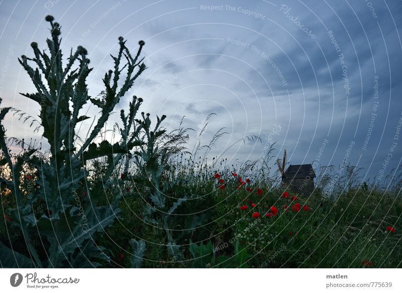 Mühlenweg 1 Nature Landscape Plant Sky Clouds Sunrise Sunset Summer Weather Beautiful weather Grass Meadow Deserted Blue Green Red Windmill thistle Colour photo