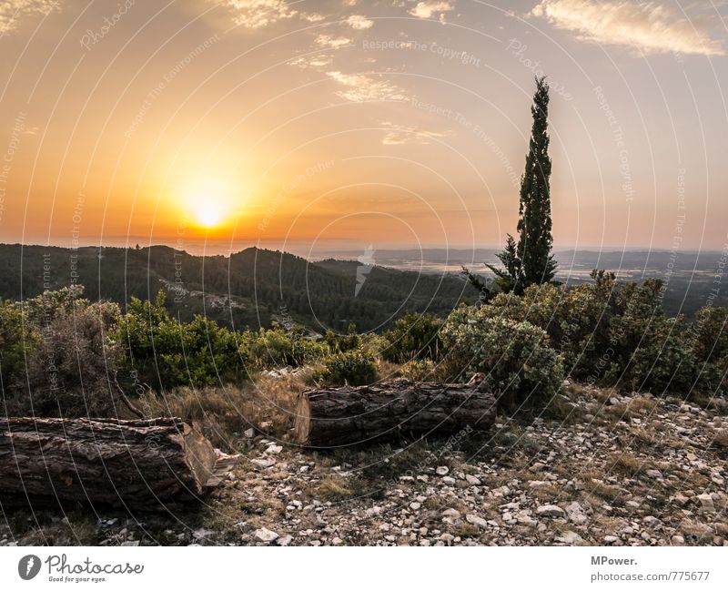 Le Baux Environment Landscape Plant Animal Sky Tree Old Olive tree Sunset Sunrise Mountain Provence Stony Back-light Snowcapped peak Summery Grassland