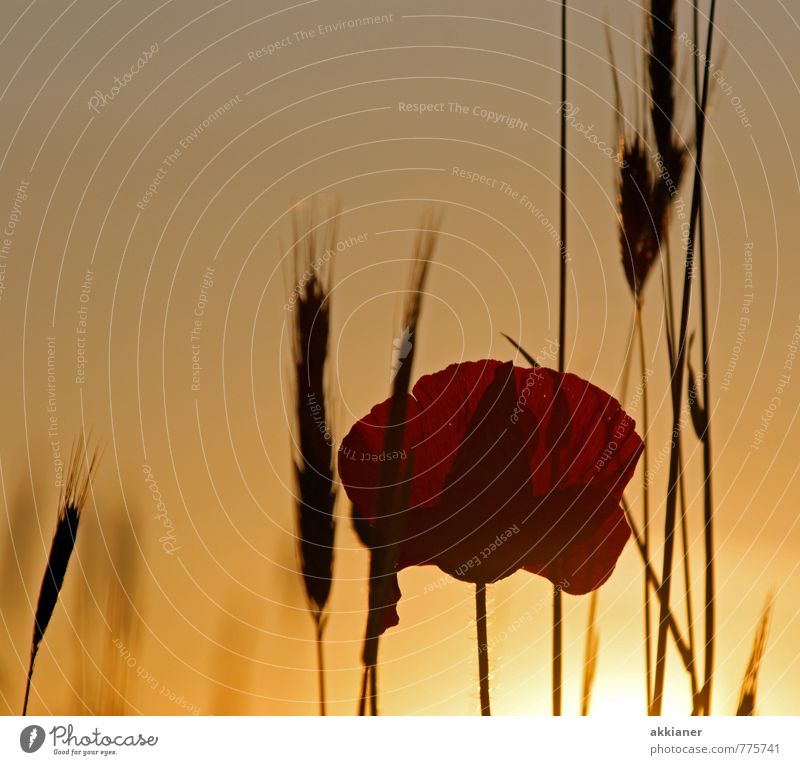 A poppy flower on the grain taken Environment Nature Plant Sun Sunrise Sunset Sunlight Summer Autumn Flower Grass Blossom Foliage plant Agricultural crop Field