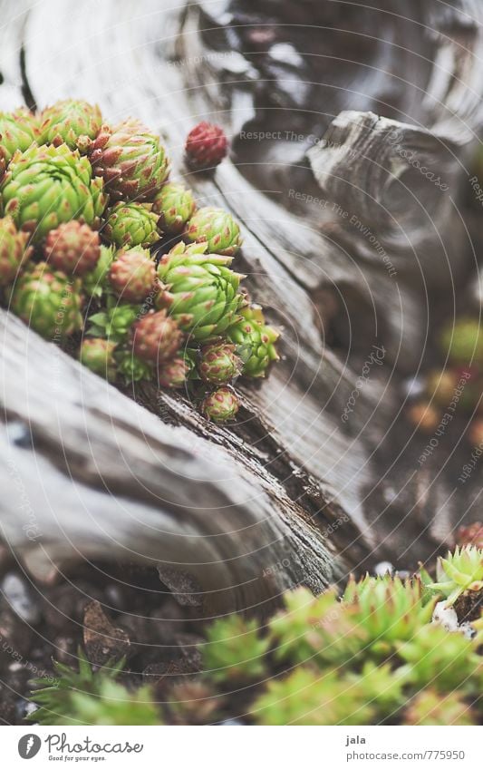 sempervivum Nature Plant Foliage plant Sempervivum stone rose Driftwood Esthetic Beautiful Colour photo Exterior shot Deserted Day