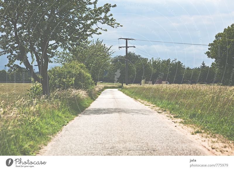 off Environment Nature Landscape Sky Summer Plant Tree Grass Bushes Foliage plant Wild plant Field Street Lanes & trails Natural Colour photo Exterior shot