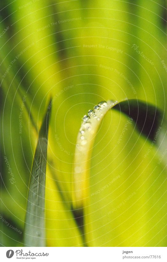 It's green. Green Common Reed Drops of water Pond Dew Depth of field Zoom effect Condense Condensation Water Nature Freedom Macro (Extreme close-up)