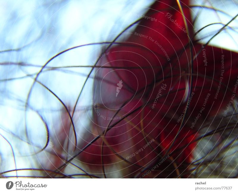 wired Colour photo Multicoloured Close-up Detail Abstract Light Silhouette Blur Shallow depth of field Feasts & Celebrations Metal Plastic Line Bright