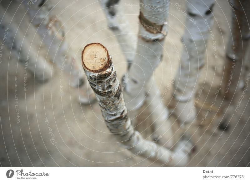 I go to Birkenstock Plant Tree Wood Broken Birch tree birch trunk Tree bark sawn off cutting surface Cross-section Branch Round Diameter Colour photo