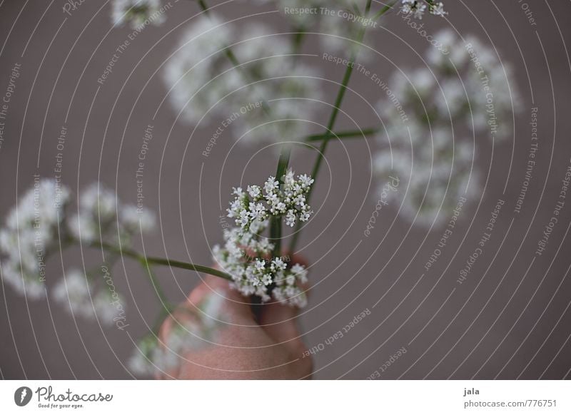 weeds Feminine Hand Plant Flower Blossom Wild plant Weed To hold on Esthetic Beautiful Colour photo Exterior shot Neutral Background Day