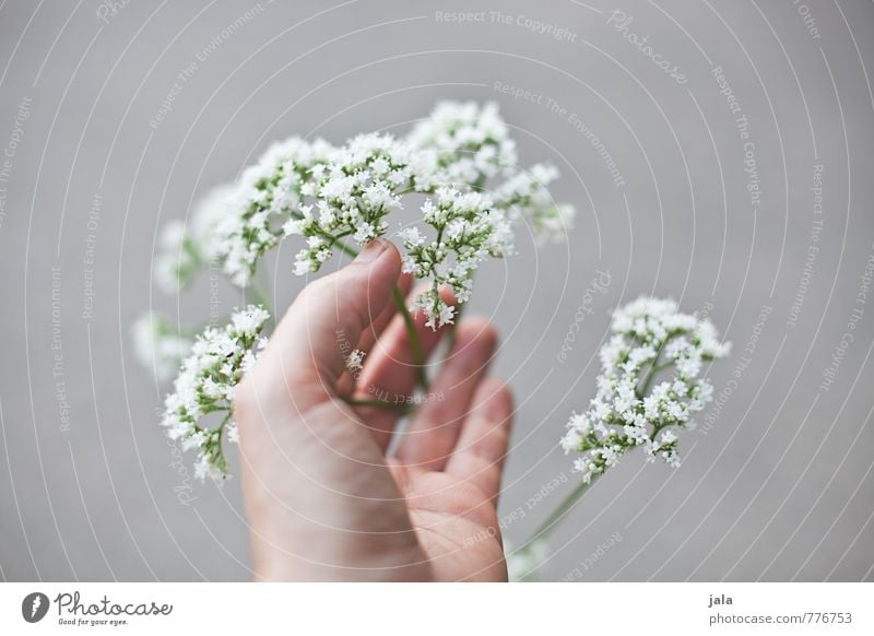 Delicate Feminine Hand Fingers Plant Flower Blossom Wild plant Esthetic Beautiful Soft Retentive Touch Colour photo Exterior shot Neutral Background Day