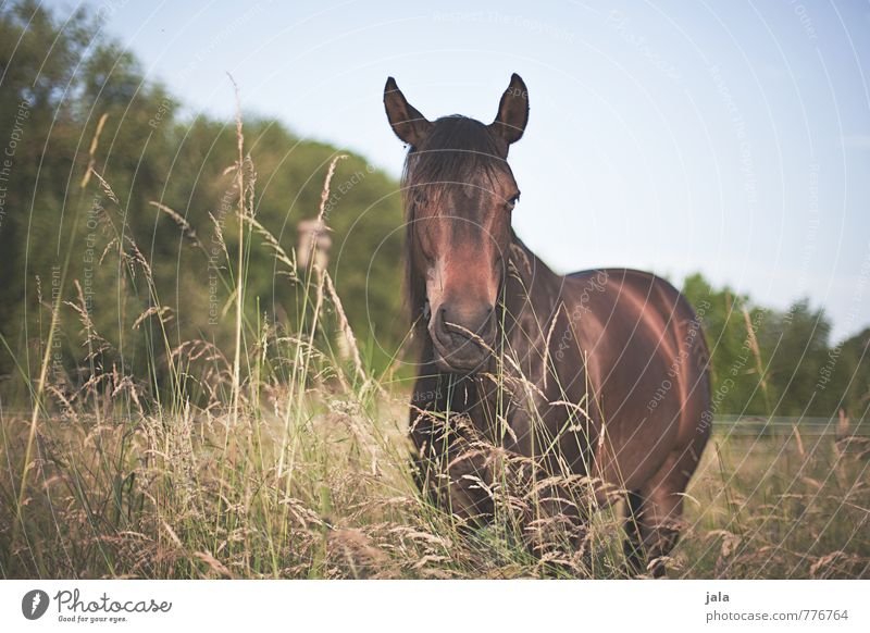 pink Nature Landscape Plant Sky Cloudless sky Summer Tree Grass Meadow Animal Horse 1 Esthetic Friendliness Curiosity Beautiful Wild Sympathy Colour photo