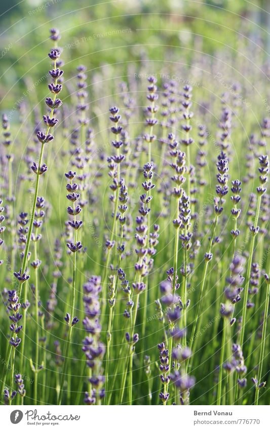 Smells good! Nature Plant Bushes Fragrance Beautiful Warmth Green Violet Lavender Growth Fresh Colour photo Exterior shot Deserted Morning Light