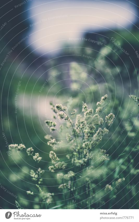 Greenery III Environment Nature Animal Plant Foliage plant Wild plant Meadow To dry up Growth Free Blue Spring fever Colour photo Exterior shot Close-up Detail