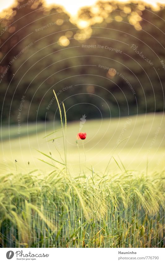 Poppy flower in a cereal field Relaxation Trip Freedom Hiking Nature Landscape Plant Animal Sun Sunrise Sunset Sunlight Spring Summer Beautiful weather Warmth