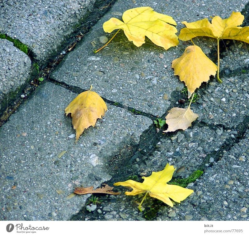 LAUB waste Environment Autumn Leaf Park Places Traffic infrastructure Street Lie Natural Yellow Gray Autumn leaves Autumnal Autumnal colours Early fall