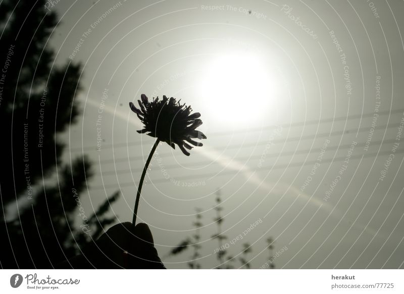 end of summer Flower Hand Back-light Gray Tree Sun Sky Graffiti To go for a walk Nature