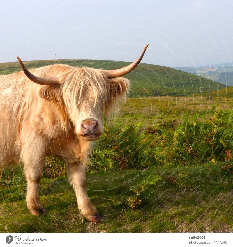 Are you playing with me? Summer Pasture Animal Farm animal Pelt Cattle Highland cattle 1 Observe Rotate Fight Stand Aggression Threat Brash Large Curiosity Wild