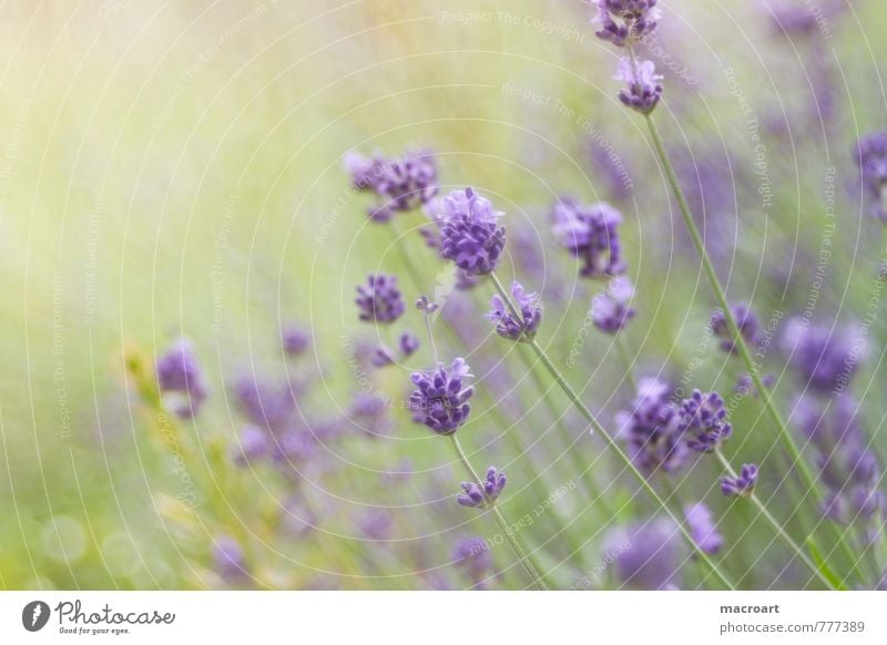 lavender Lavender Lavender field Blossom lavendula. angustifolia Flower Spring Summer Fragrance Odor Wellness Relaxation Spa Plant Violet Green Nature Natural