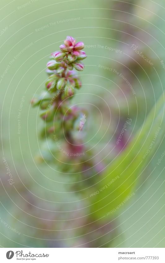 sorrel meadows sourampfer Flower Blossom Macro (Extreme close-up) Detail Green Blossoming Plant Verdant big sourampfer sourlump rumex acetosa Medicinal plant