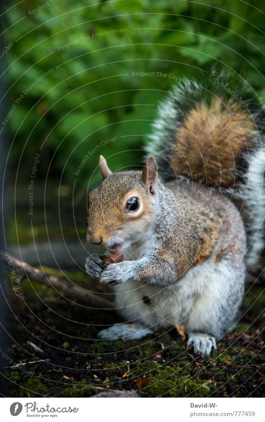 Squirrel - what's it eating? Chocolate Eating Finger food Nature Earth Moss Park Forest Wild animal Claw Paw Zoo Mammal 1 Animal Toothbrush Observe To enjoy