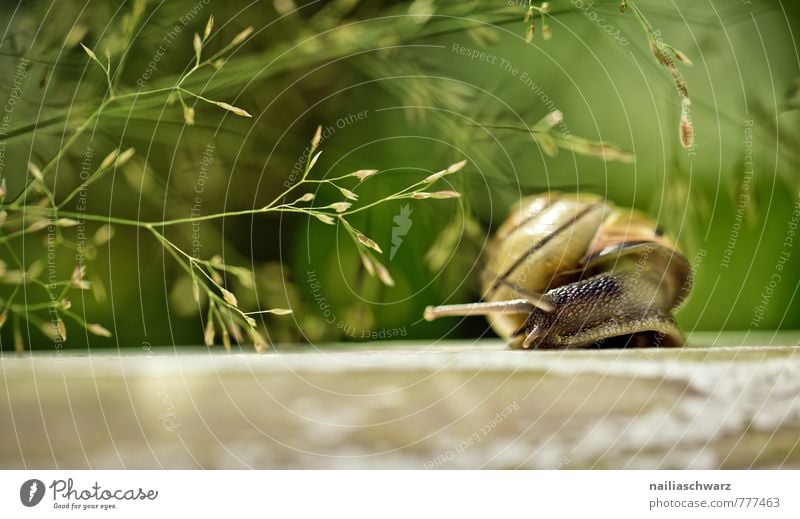 garden snail Summer Environment Nature Plant Animal Spring Grass Bushes Garden Park Snail 1 Observe Discover Relaxation Crawl Running Natural Curiosity Cute