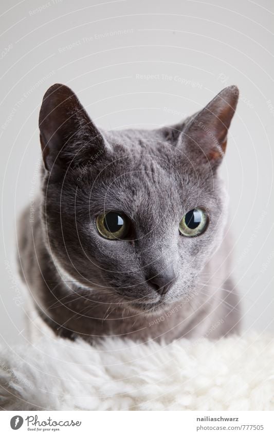 Russian Blue Elegant Animal Short-haired Pet Cat Friendliness Curiosity Cute Beautiful Gray Trust Love of animals Purity Interest Relaxation Idyll Pure