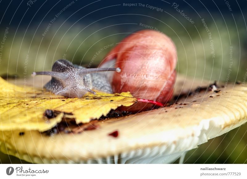 Snail and mushroom Animal Autumn Moss Leaf Forest Hat 1 To feed Wet Cute Soft Green Red Discover Nature Mushroom Crumpet russula forest mushroom Woodground