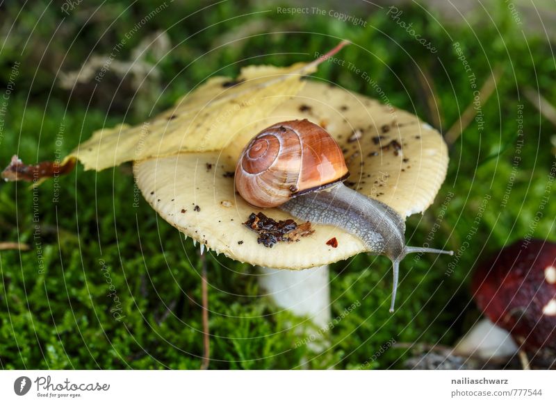 Snail and mushroom Animal Autumn Moss Leaf Forest To feed Crawl Wet Cute Soft Green Red Curiosity Discover Mushroom Crumpet russula forest mushroom Woodground