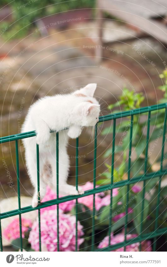 discover the world Garden Animal Cat 1 Baby animal Observe Lie Curiosity Cute Fence Discover Climbing Barrier Conquer Hydrangea Colour photo Exterior shot