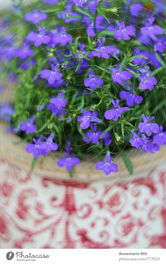 Flowerpot3 Nature Landscape Plant Blue Multicoloured Red Gardening Living or residing Colour photo