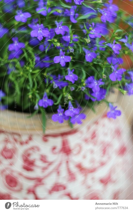 flower pot Decoration Bouquet Happiness Fresh Flower Blue Colour photo Exterior shot Interior shot Pattern Structures and shapes