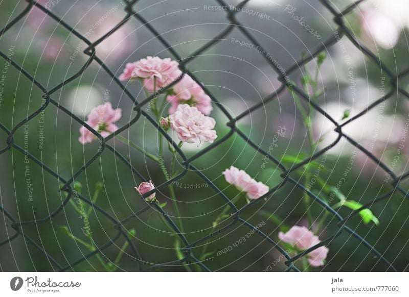 little rose Nature Plant Flower Rose Esthetic Beautiful Feminine Soft Green Pink Fence Colour photo Exterior shot Deserted Day