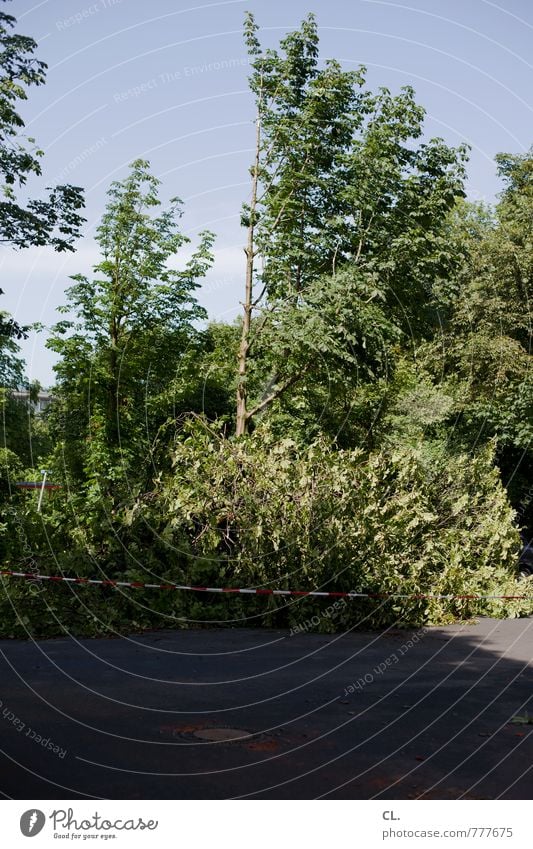 After the storm Environment Nature Sky Cloudless sky Climate Climate change Weather Storm Wind Gale Tree Bushes Park Transport Traffic infrastructure Street