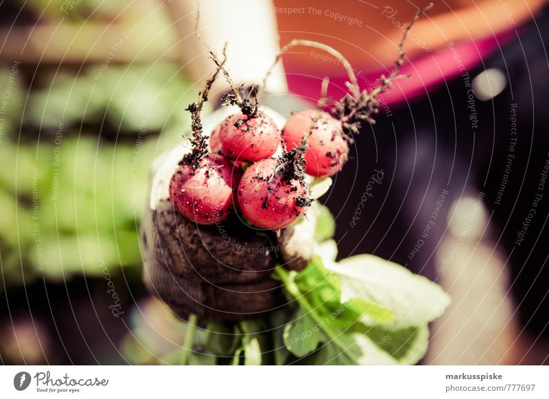 urban gardening - radieschen Organic produce Vegetarian diet Diet Slow food Finger food Urban gardening self-catering raised Sowing Extend guerilla gardening