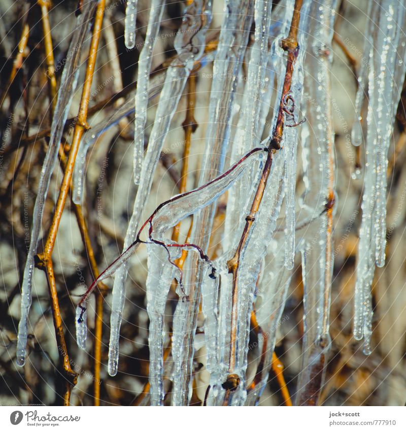 glaciation Winter Ice Frost Ivy Branch Authentic Glittering Cold Acceptance Change Natural phenomenon Icicle Dripping Covered Enclose Vertical